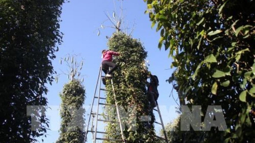 Hi-tech pepper cultivation expands in Quang Tri