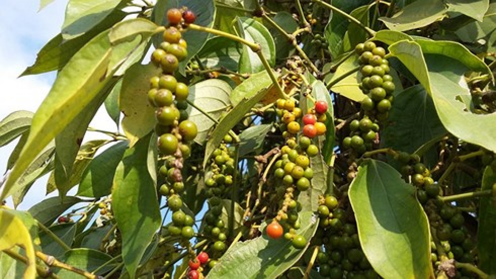 Pepper prices hit record low in 5 years