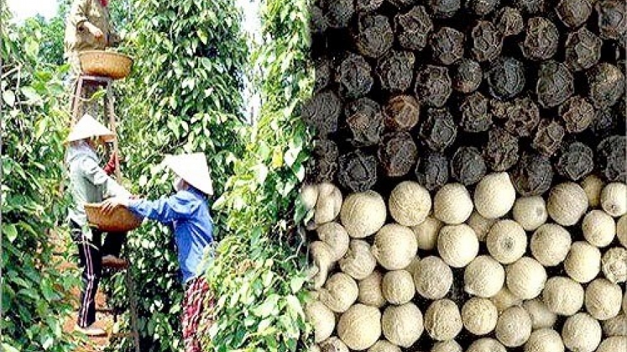 Vietnam's pepper faces stern quality challenge