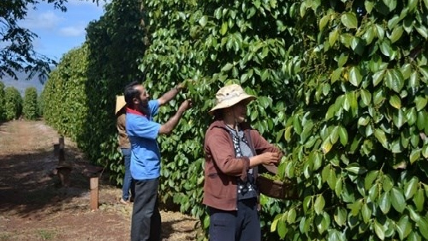
        Farmers want pepper futures trading
                              