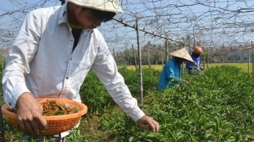 Quang Ngai farmers earn high profits as chili pepper prices soar