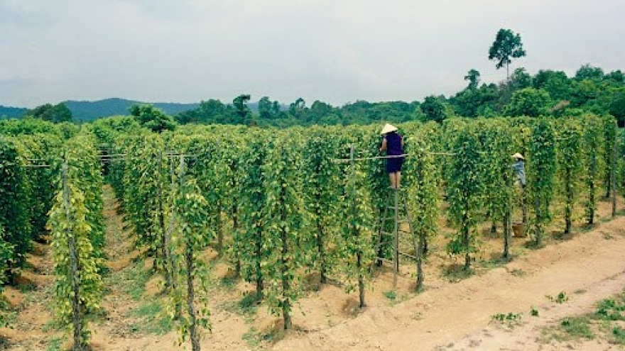 
        Solutions sought for sustainable development of pepper cultivation
                              