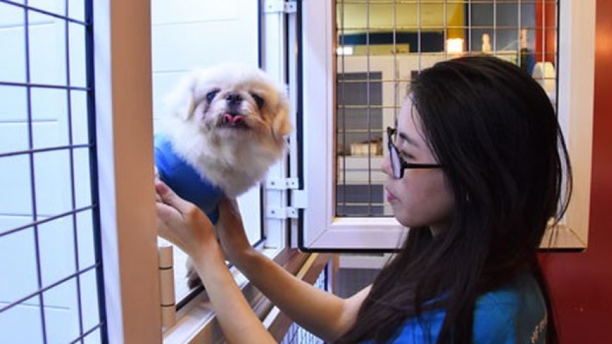 Pet care services earn big on Tet