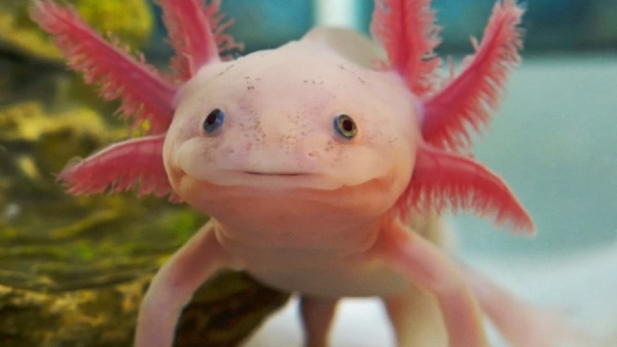 Top 7 imported exotic pets in Vietnam