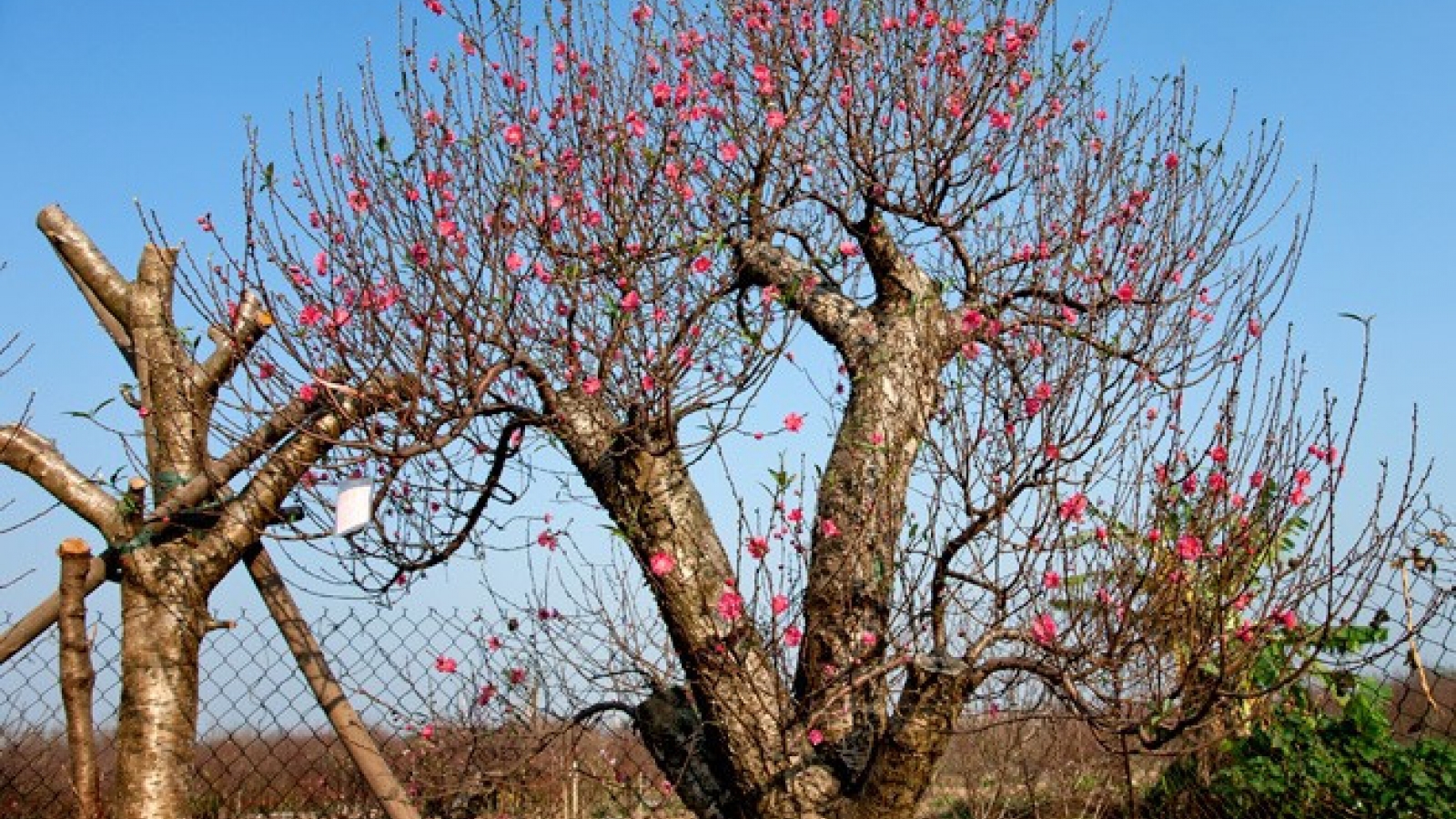 Kumquat, peach blossom market heats up ahead of Tet
