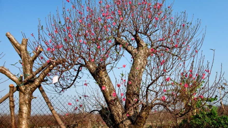 Kumquat, peach blossom market heats up ahead of Tet