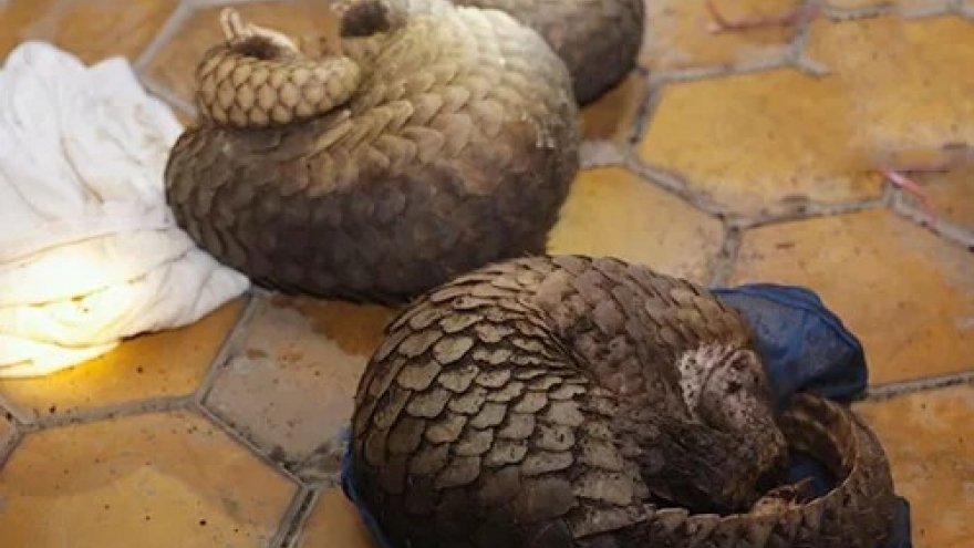 Over 140 kg of pangolins seized in Ha Tinh