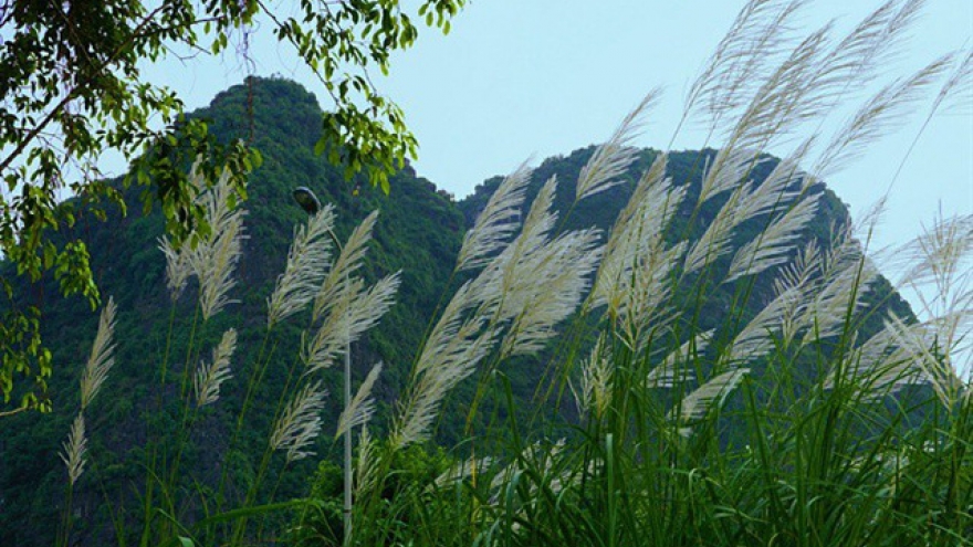 Stunning white grass flower fields in Ninh Binh