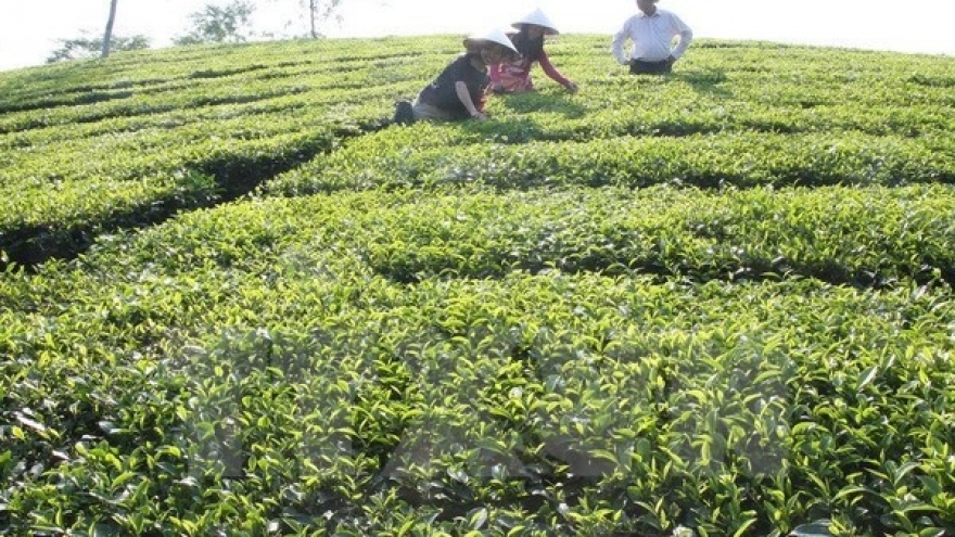 Phu Tho aims to boost sustainable exports
