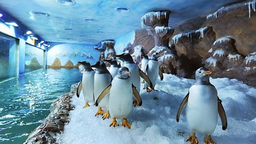 How penguins are raised on tropical Phu Quoc Island