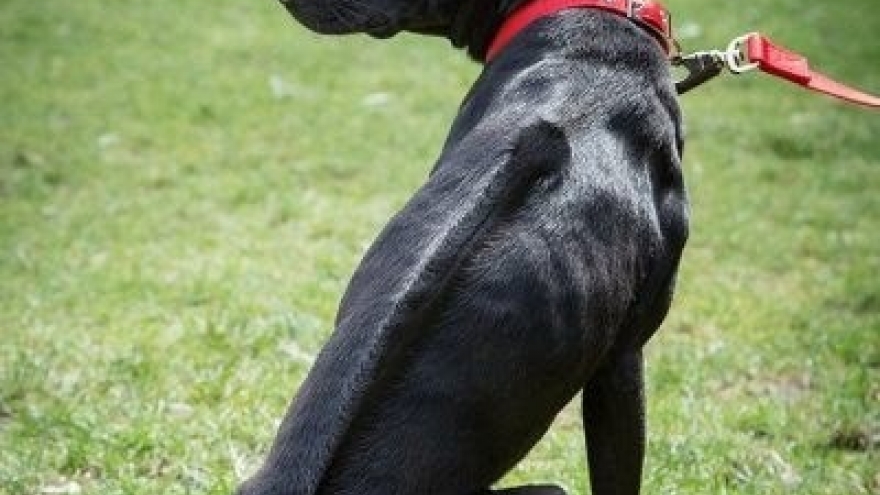 Annual dog show to take place