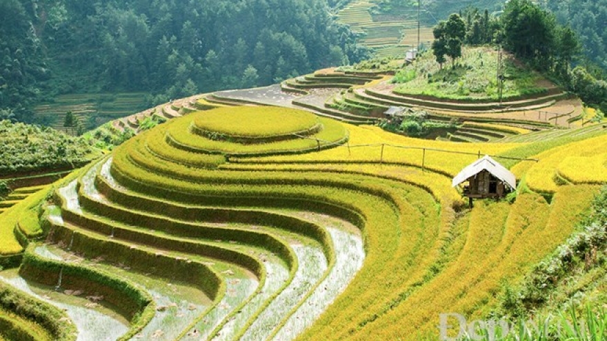 Rice terraces stun visitors to northern mountainous region
