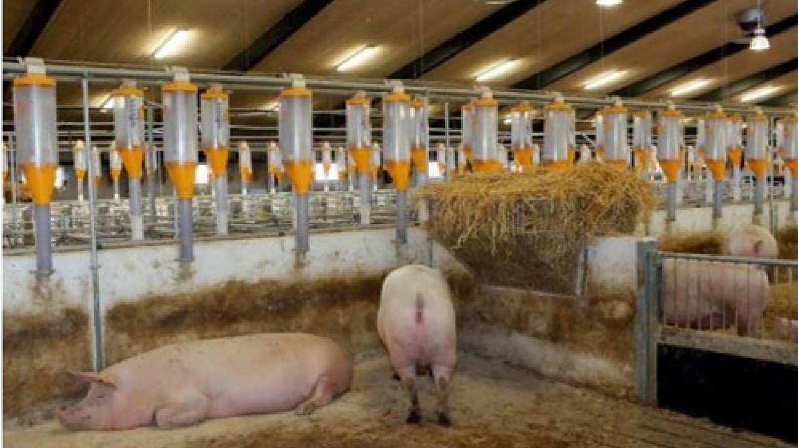 Vietnam looks to develop fertilizer production from livestock waste