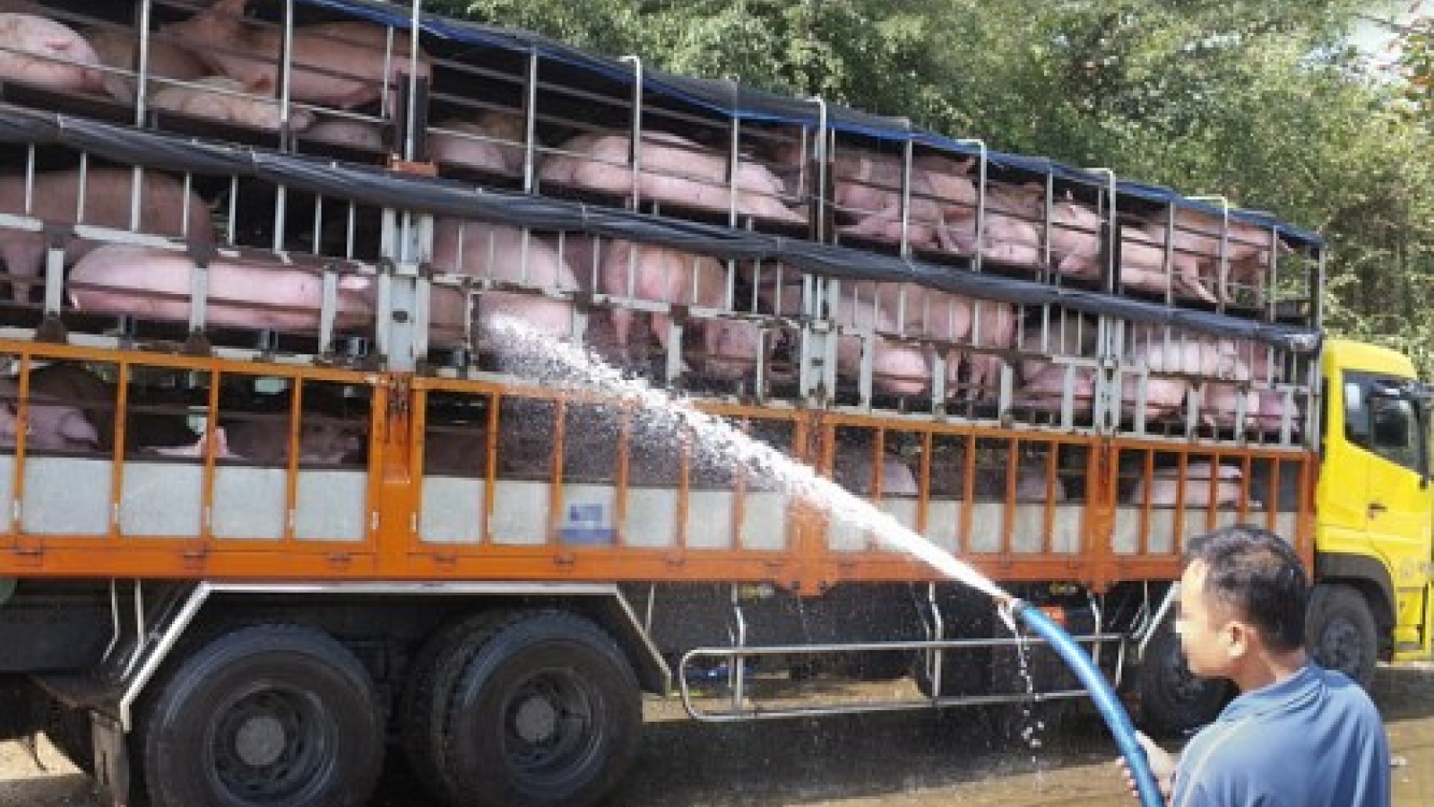 Vietnamese pig farmers rush to meet China demand