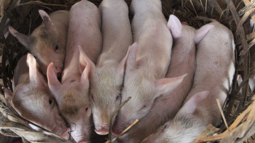 Where pigs are hugged to bring home the bacon
