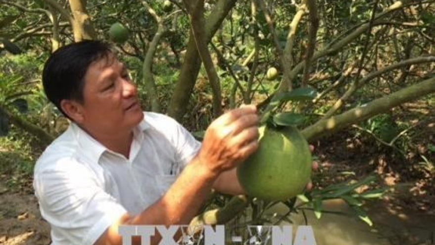 Ben Tre's pomelo earns geographical indication