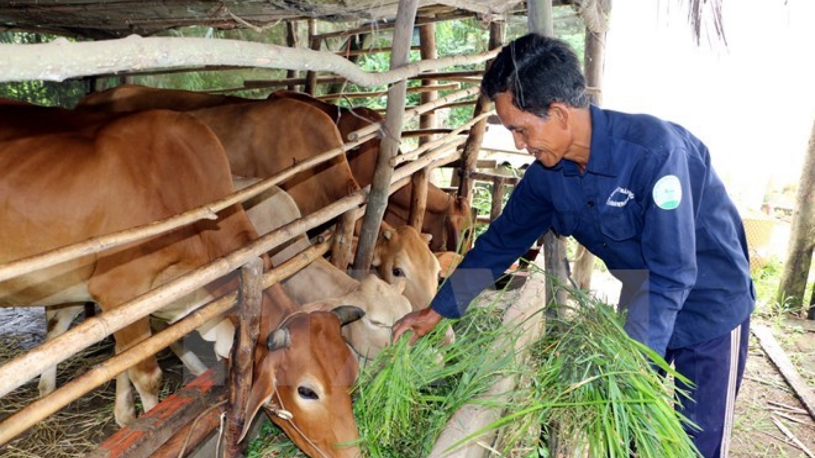 Ben Tre strives for sustainable poverty alleviation