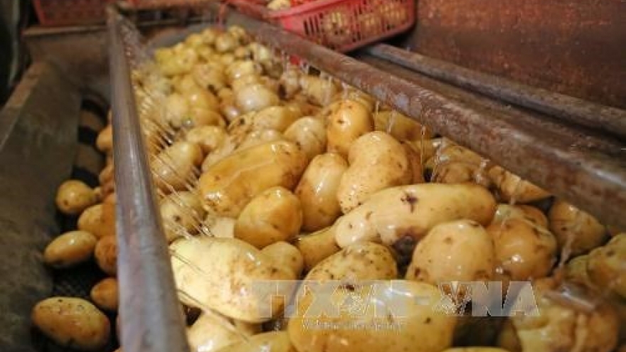 Vietnam imports 60% of potatoes for processing