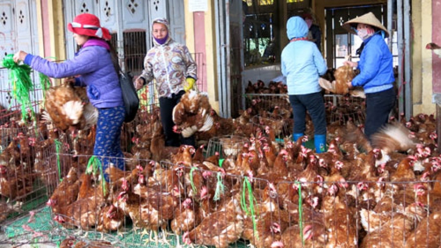 
        Bird flu takes toll on livestock industry
                              