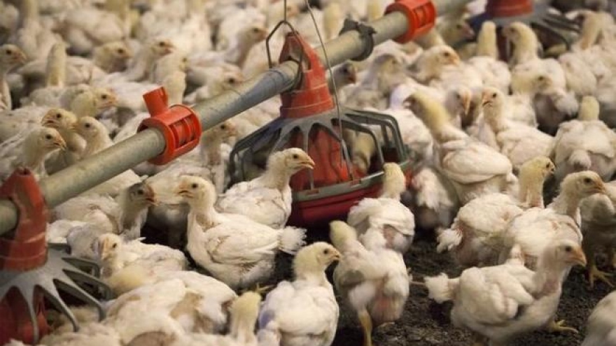 Vietnam halts US poultry imports to prevent bird flu spread 