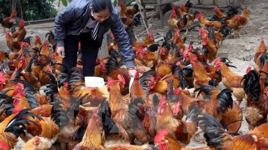 Poland exporters eye Vietnam poultry market