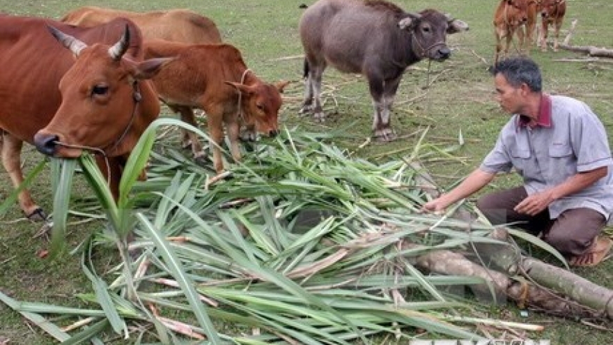 
        Vietnam shares poverty reduction experience with Laos
                              