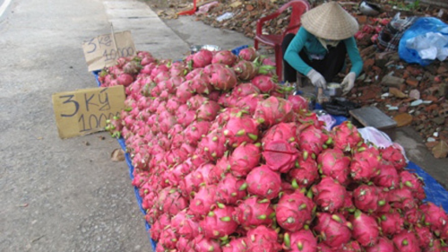 Vietnamese farmers suffer from price fall