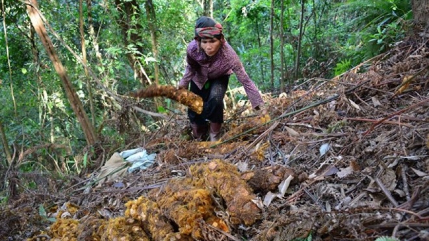 Prices of herbal medicines to be standardised