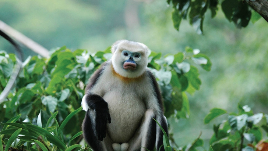 Meet Vietnam's endangered primates