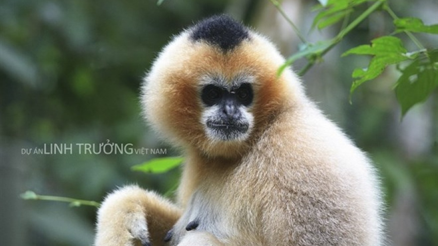 Book on primate species launched