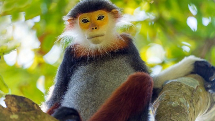 Danang showcases 'Queen of primates' beauty in photos