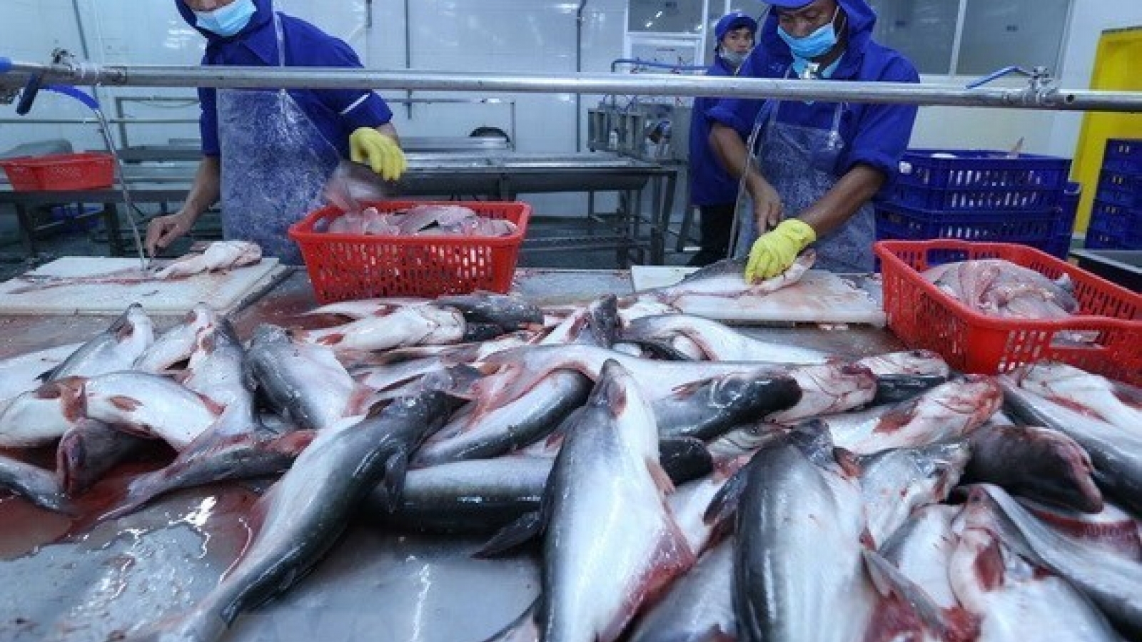 Global market bodes well for Vietnamese tra fish exports