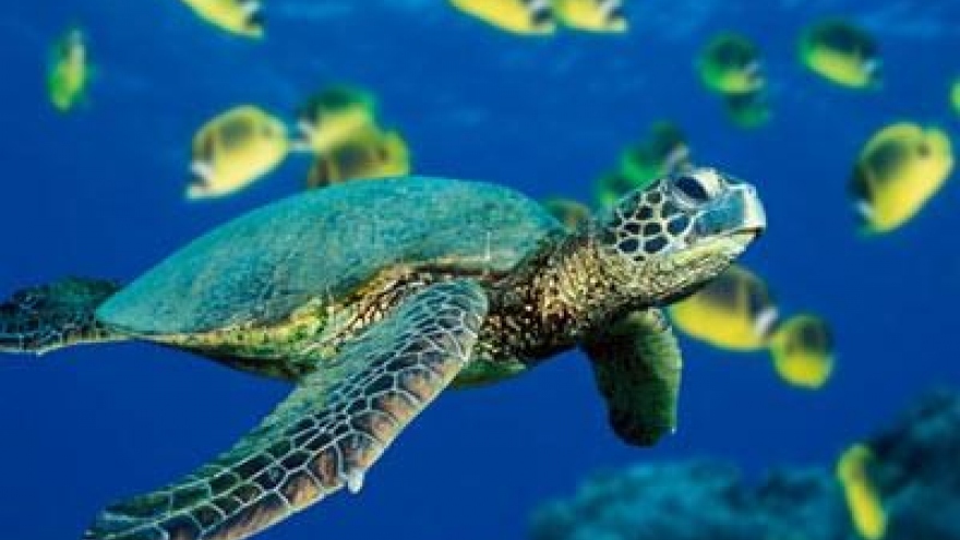 Programme to promote conservation of endangered sea turtles