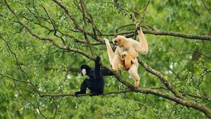 Visiting Pu Mat National Park