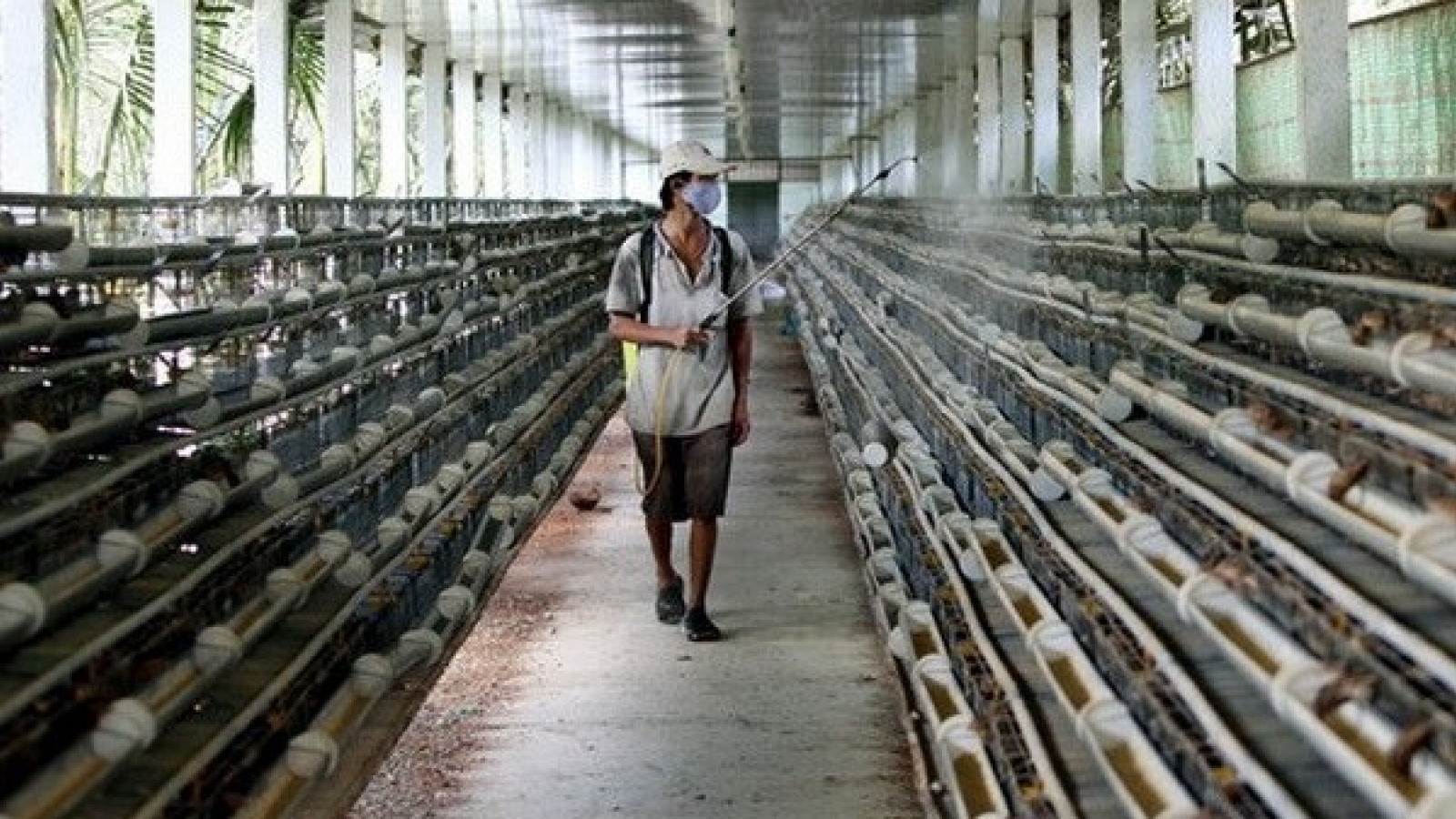 Canned quail eggs exported to Japan