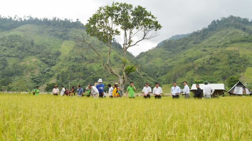 Project improves rice growing in mountainous areas in Quang Nam