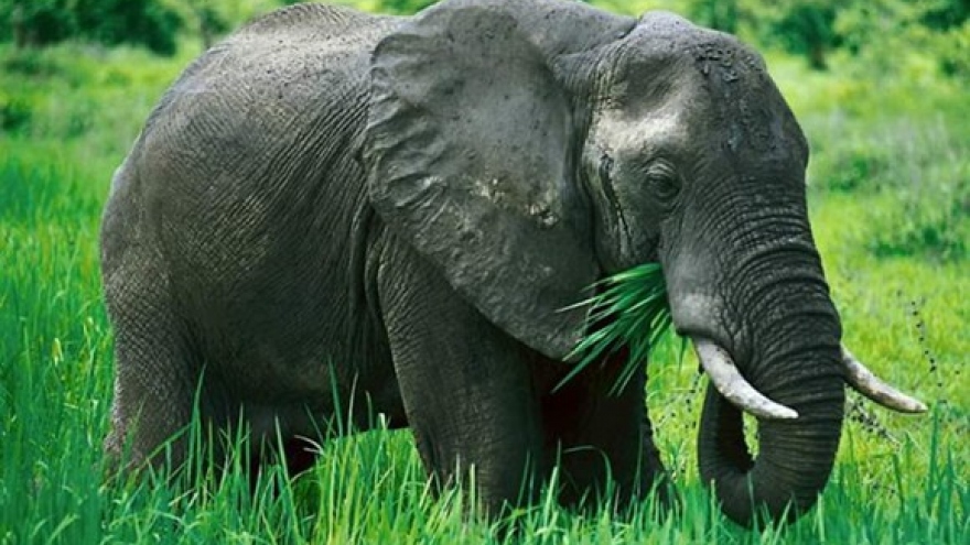 Quang Nam: over US$5.6 mln for elephant conservation project