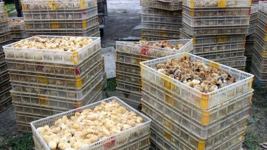 Quang Ninh: 12,000 smuggled chickens culled