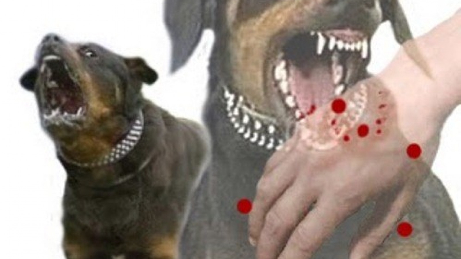 Conference raises awareness of rabies’ danger