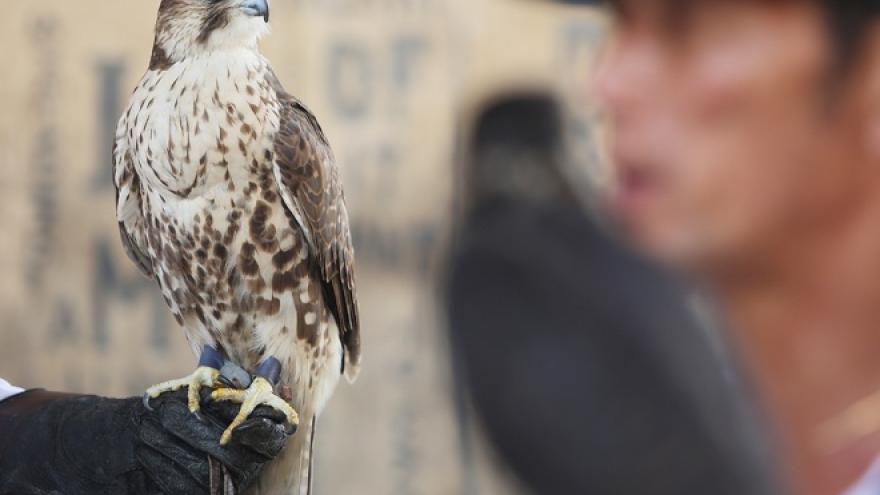 Breeding raptors a new hobby of Hanoi youngsters