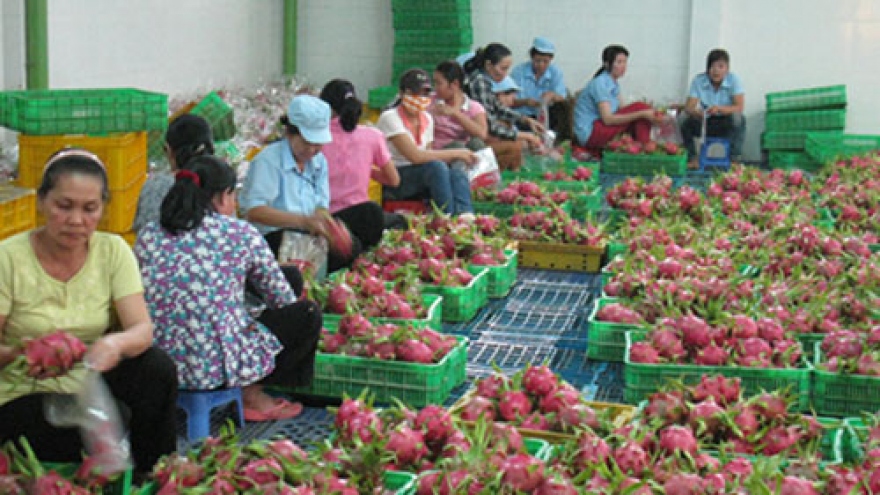 Globe’s appetite for Vietnam fruit and vegetables grows 