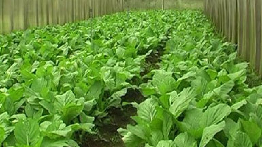 Japan to construct high-tech indoor farm in Ha Nam
