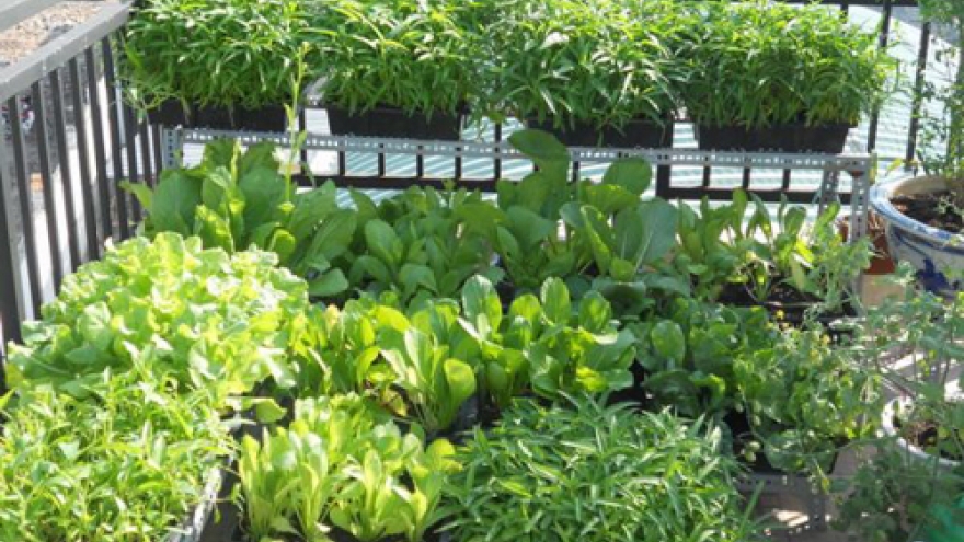 Vietnam, Japan strengthen agricultural cooperation