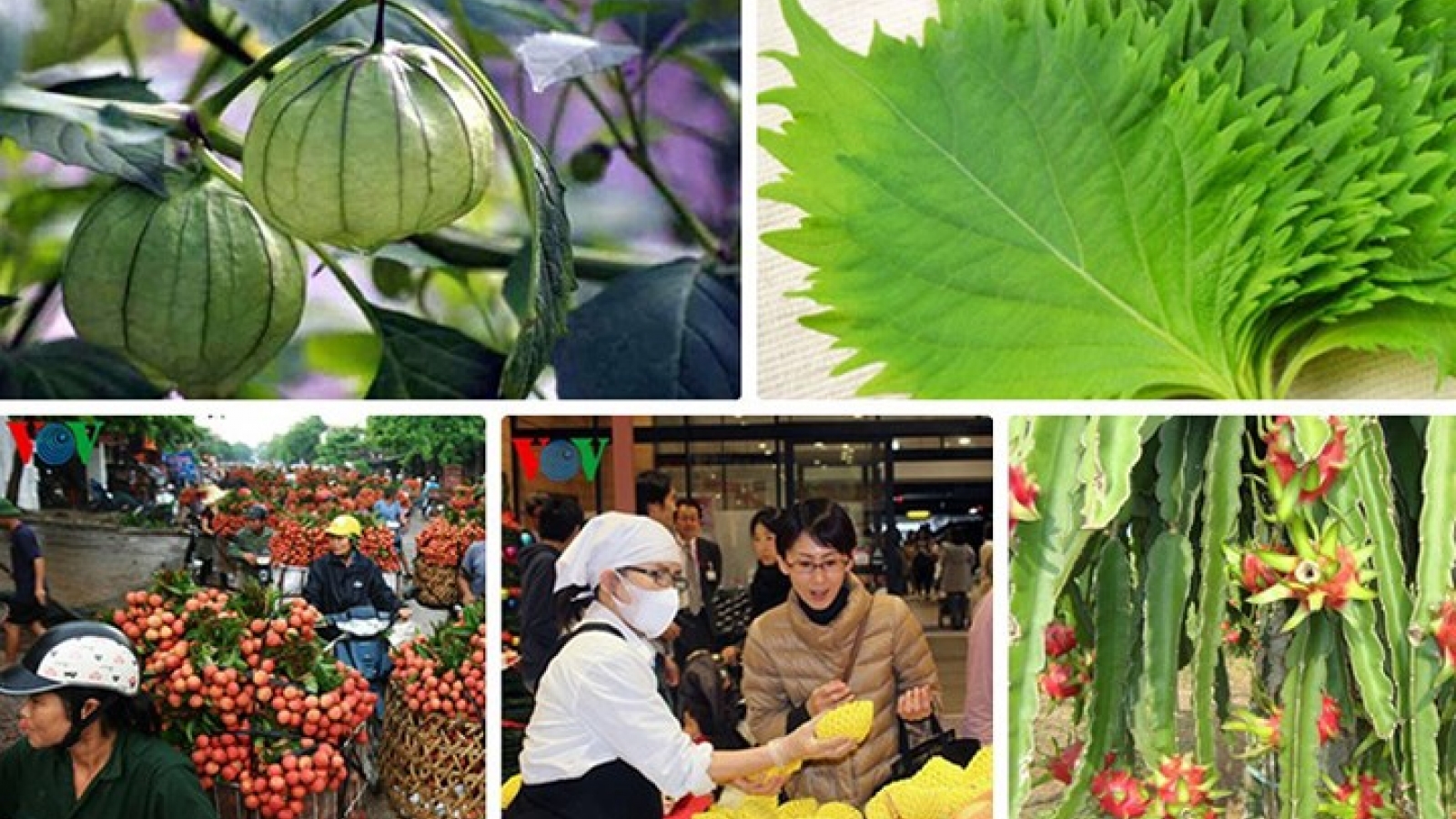 Plenty of opportunities for fruit and veg to meet Japan’s needs