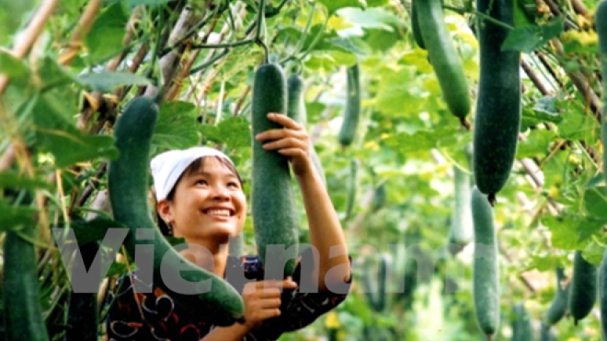 Vegetable exports rise 14% in January