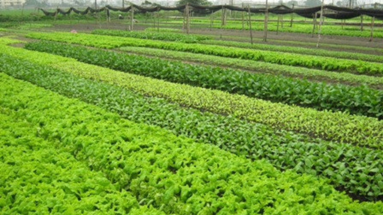 Using smart phone in cultivating vegetables
