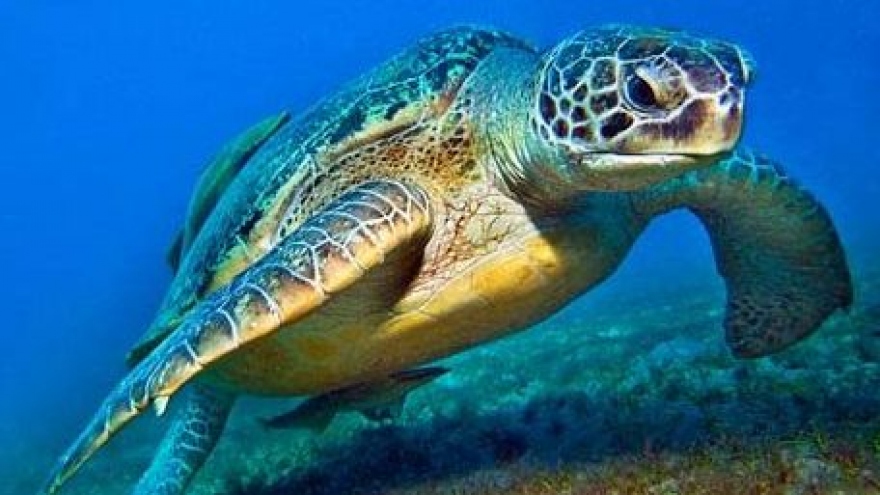 Vietnam boosts sea turtle preservation