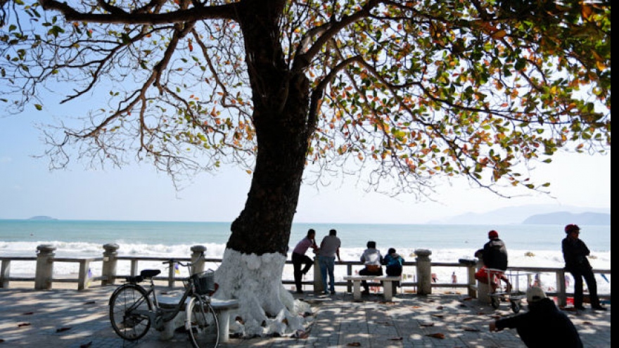 Nha Trang turns elegant with reddish catappa leaves
