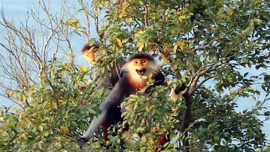 Thua Thien-Hue issues emergency action plan to protect primates