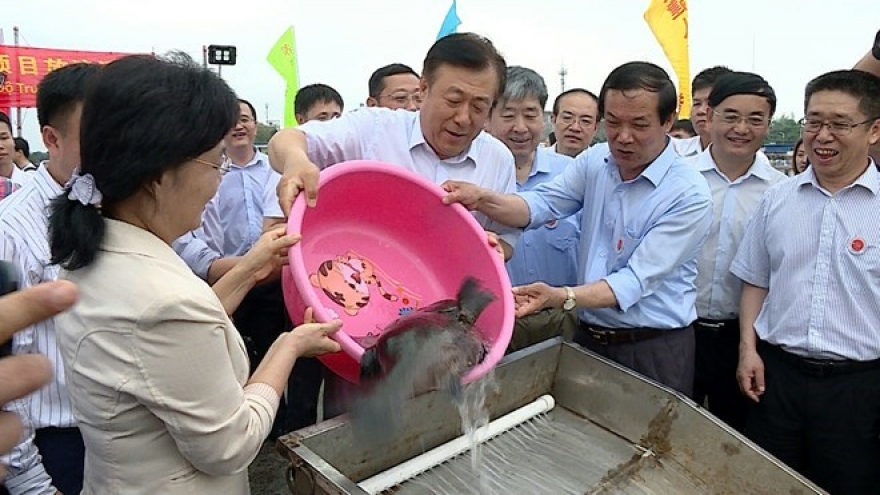 Vietnam, China jointly release young fish into Tonkin Gulf